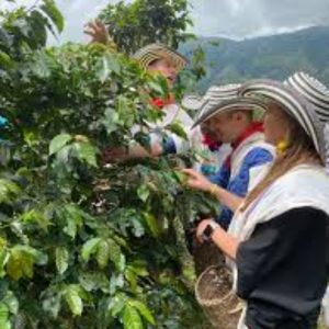 Tour Cafetero en la Finca La Arrinconada