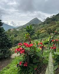 Tour Cafetero en la Finca La Arrinconada - Imagen 2